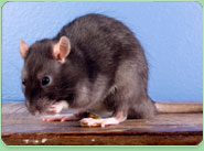rat control Dibden